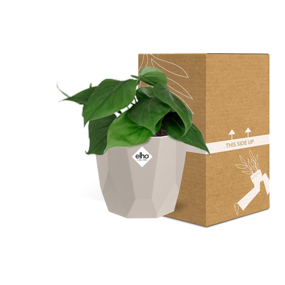Philodendron Scandens im ELHO b.for rock 14 cm Topf warm grey