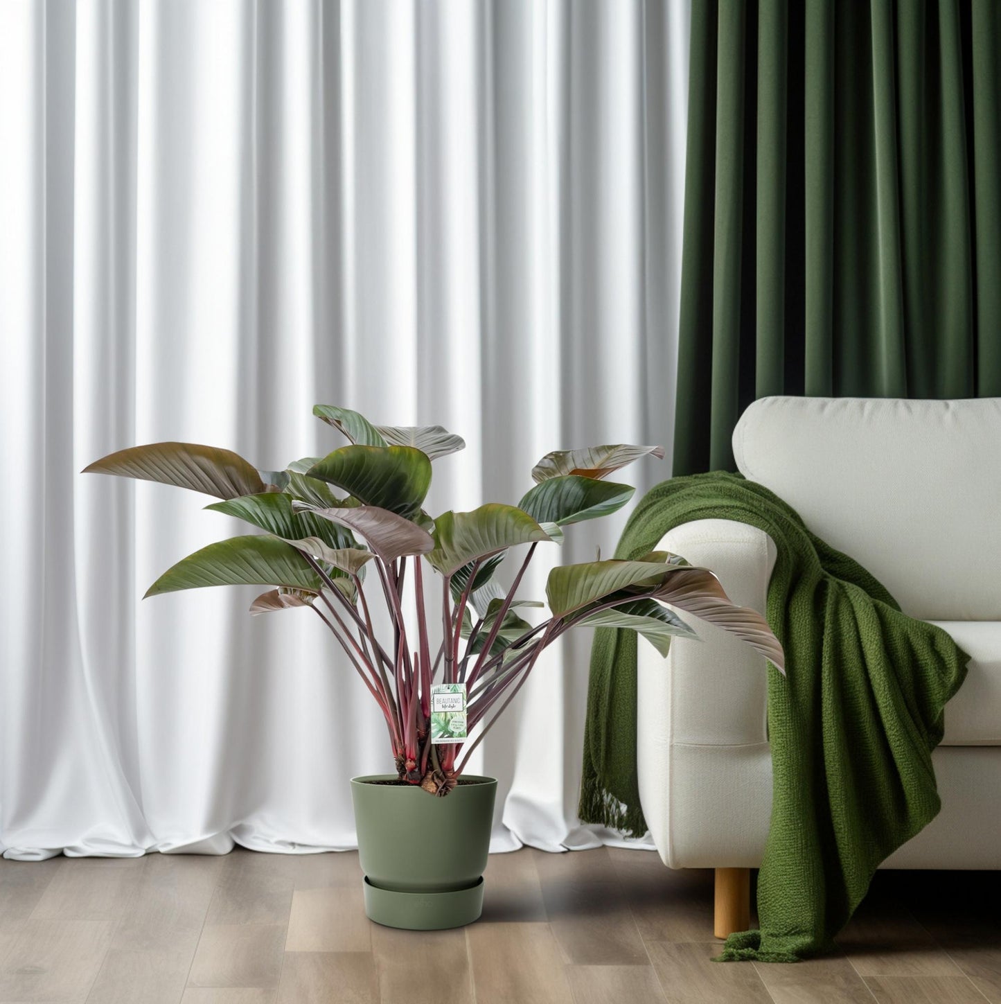 Philodendron Red Beauty – Pflegeleichte XXL Zimmerpflanze Ø30cm