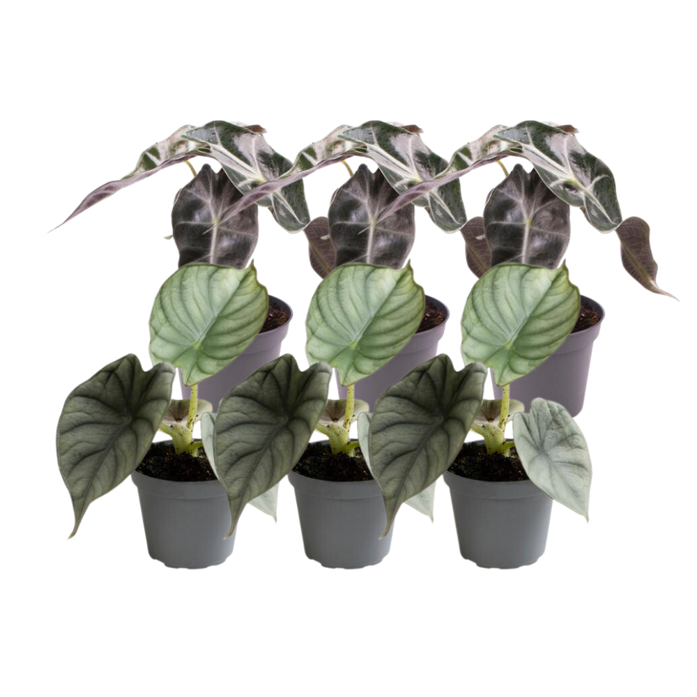6er Set Alocasia Mix – Silberne & Grüner Blattschmuck