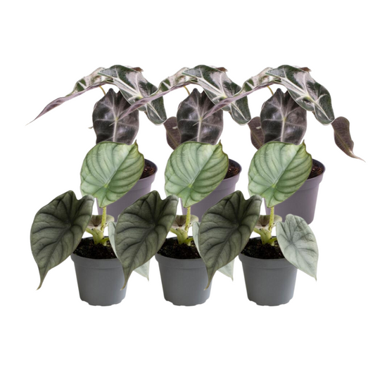 6er Set Alocasia Mix – Silberne & Grüner Blattschmuck