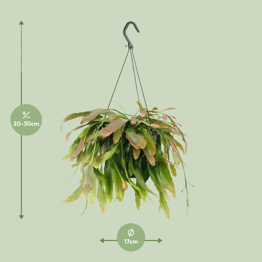 Rhipsalis Red Coral – Exotische, pflegeleichte Hängepflanze Ø17cm
