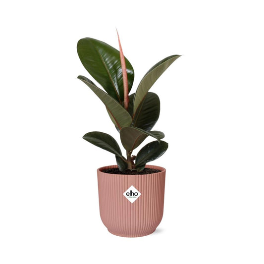Ficus Elastica ‘Robusta’ in ELHO Vibes Fold 14cm rosa