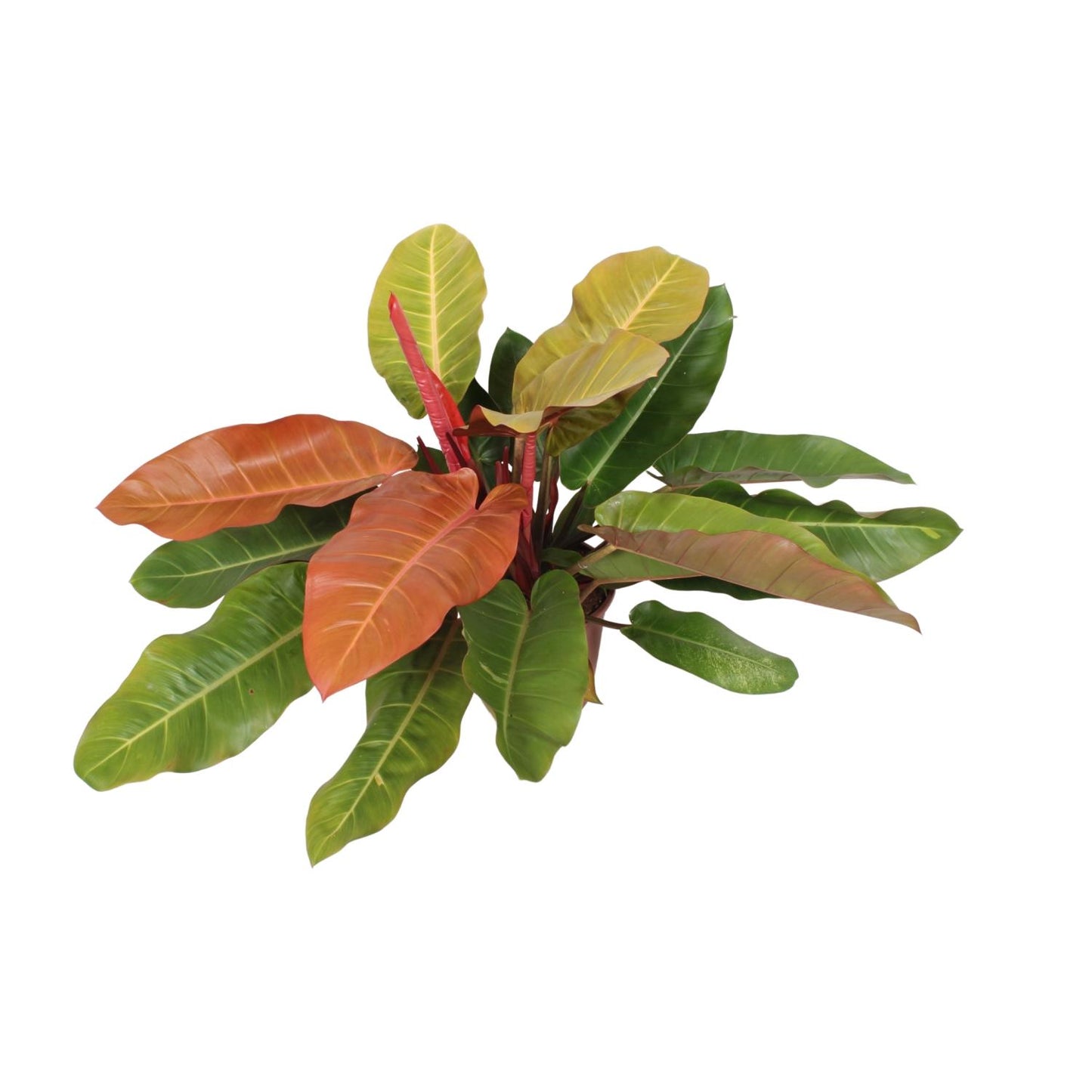 Philodendron Prince Of Orange – Lebendige Zimmerpflanze Ø27cm