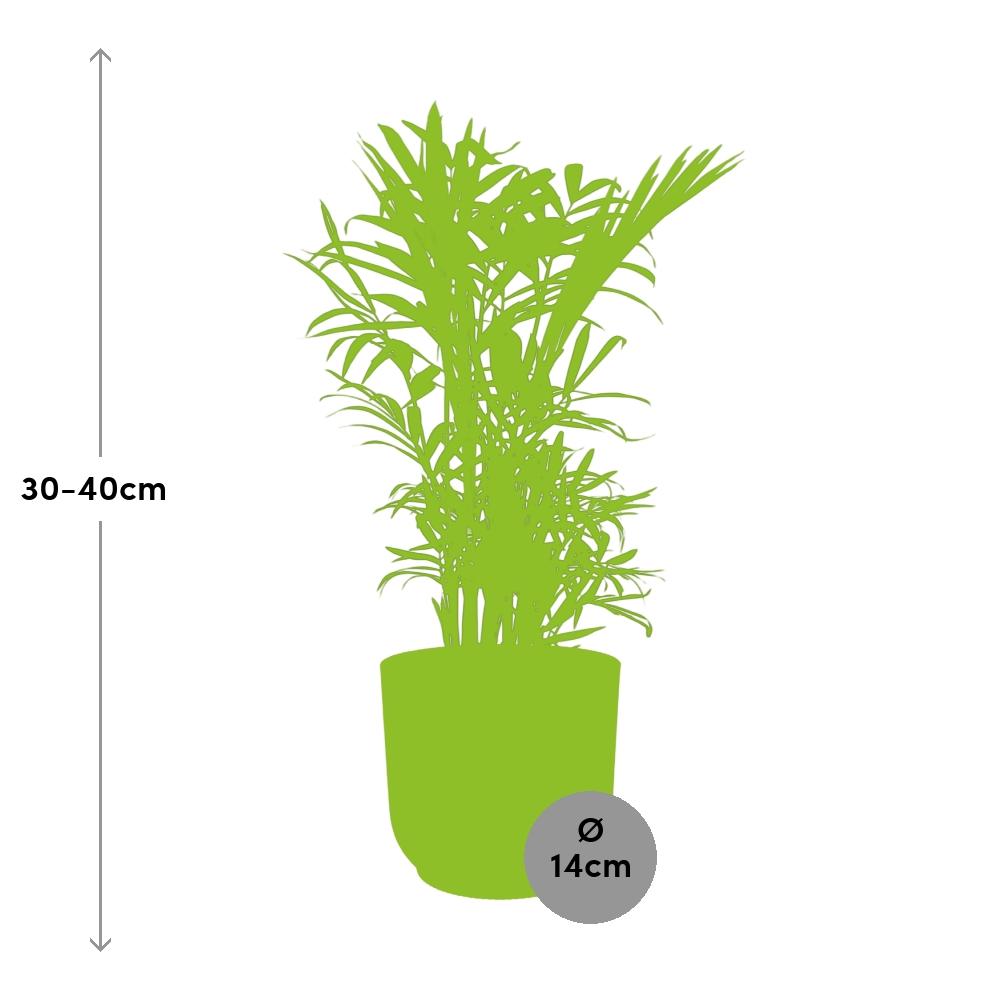 Chamaedorea Elegans Zwergbergpalme im ELHO Vibes Fold Topf 14cm Gelb