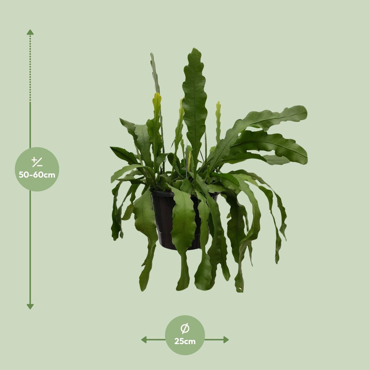 Epiphyllum Beavertale – Fischgräten-Kaktus Ø25cm, 60cm hoch