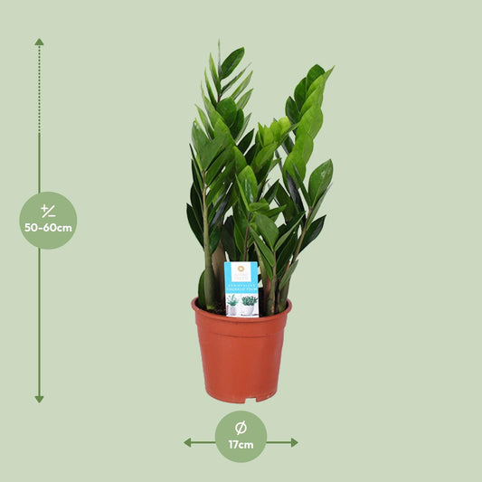 Zamioculcas Zamiifolia (ZZ-Pflanze) Ø17cm, Höhe 60cm
