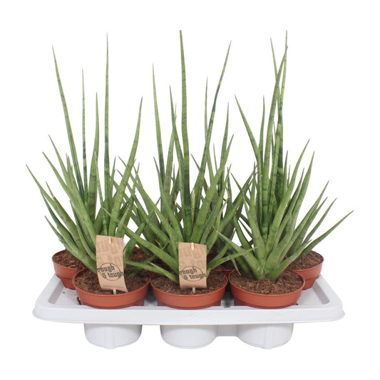 Sansevieria Gracilis Grey – Pflegeleichte Schwiegermutterzunge Ø14cm