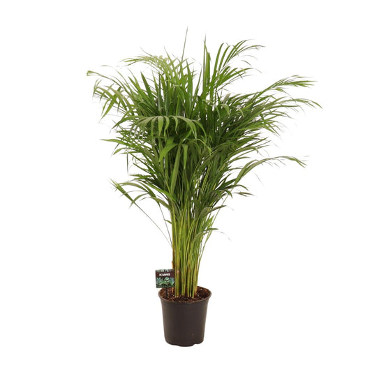 Dypsis Lutescens – Elegante Bambuspalme Ø21cm, 110cm hoch