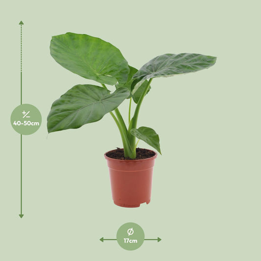 Alocasia Macrorrhiza – Elegante Elefantenohr-Pflanze Ø17cm