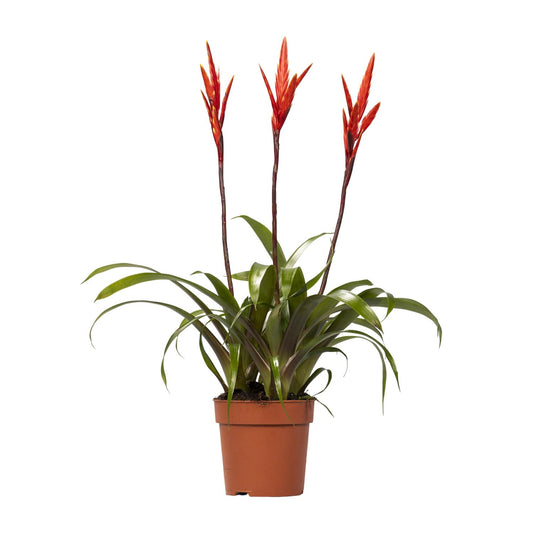 Vriesea Elan Toef - Stilvolle, pflegeleichte Zimmerpflanze Ø12cm