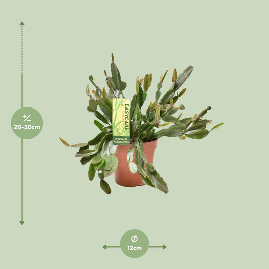 Rhipsalis Agudoensis – Pflegeleichte, hängende Zimmerpflanze Ø12 cm