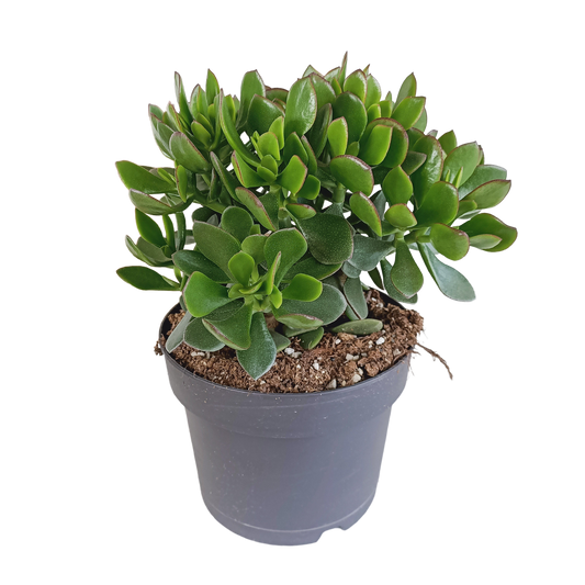 Crassula minova – Pflegeleichte Sukkulente im 17cm Topf