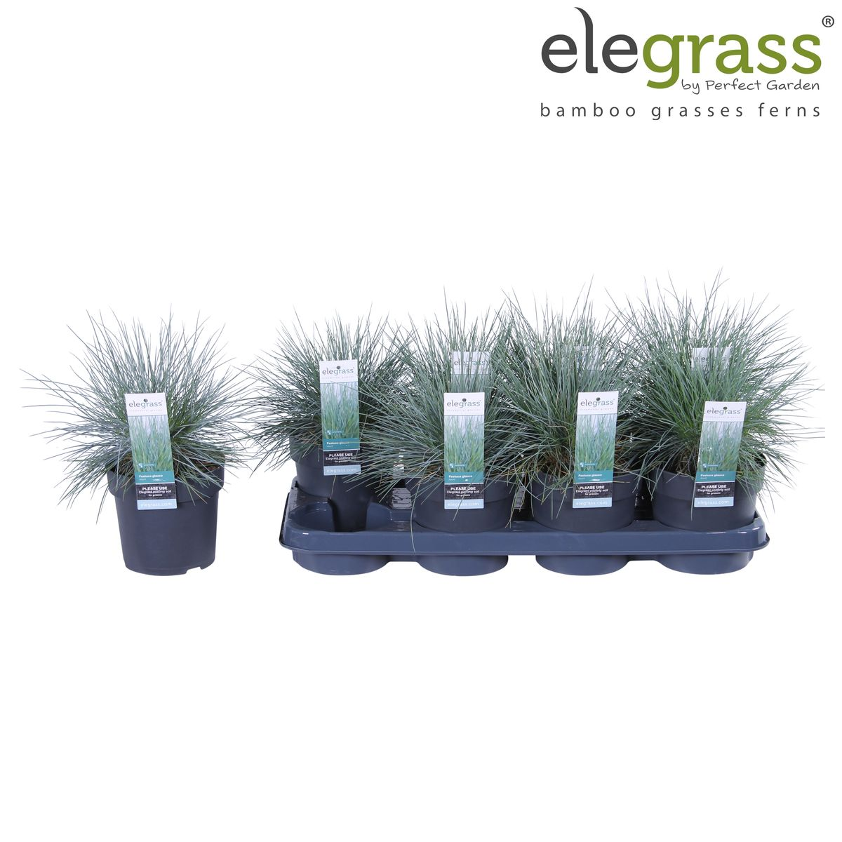 Festuca glauca Azura Blue - Pflegeleichtes Ziergras Ø14cm