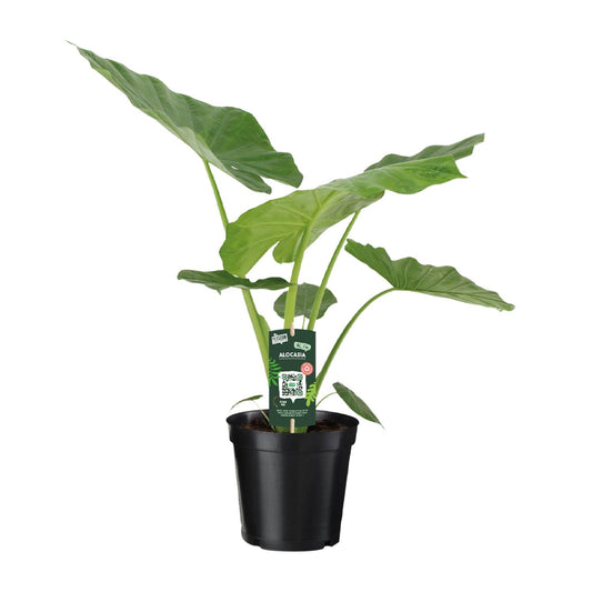 Alocasia Macrorrhiza – Elegante XXL Zimmerpflanze Ø19cm