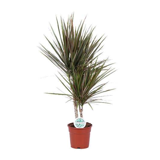 Dracaena Bicolor – Stilvoller Drachenbaum Ø17cm, 75cm hoch