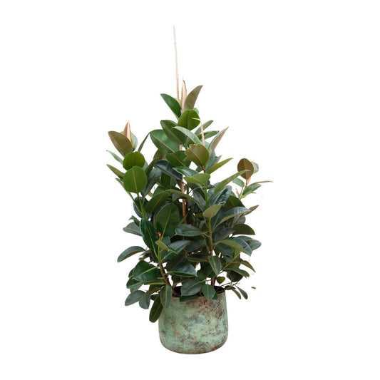 Ficus Robusta vertakt – 150 cm, ø38 cm, pflegeleicht