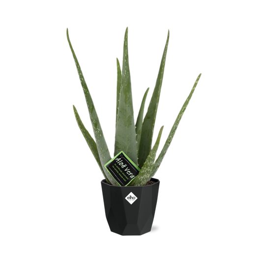 Aloe Vera 12cm im stilvollen b.for rock living black Topf