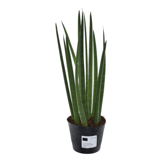 Sansevieria cylindrica 'Bacularis' – Mikado 38 cm ø10,5