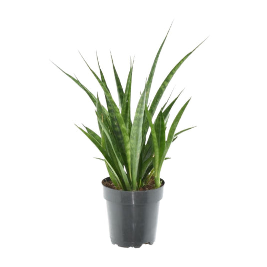 3x Sansevieria Kirkii – Pflegesicher & Modern (38 cm)