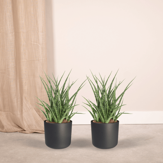 Sansevieria Fernwood Punk (Frauenzunge) – 2er Set Ø12cm
