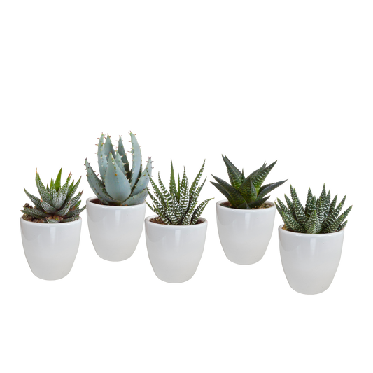 Gasteria & Haworthia Mix im weißen Topf – 5er Set