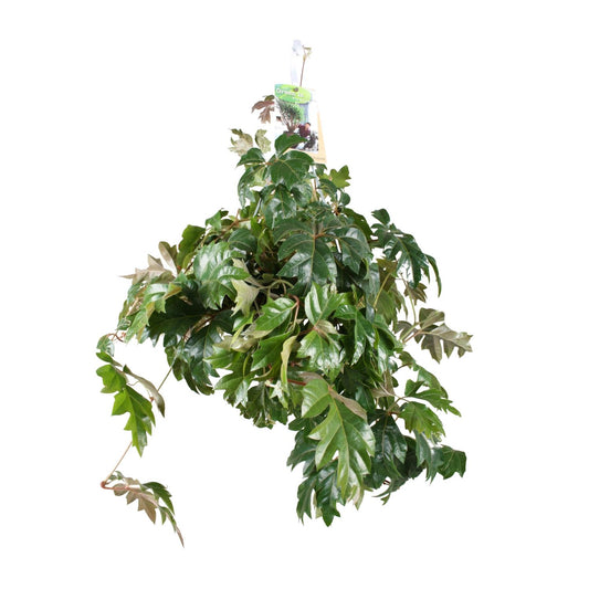 Cissus Rhombifolia Ellen Danica – Pflegeleichte Kletterpflanze Ø17cm