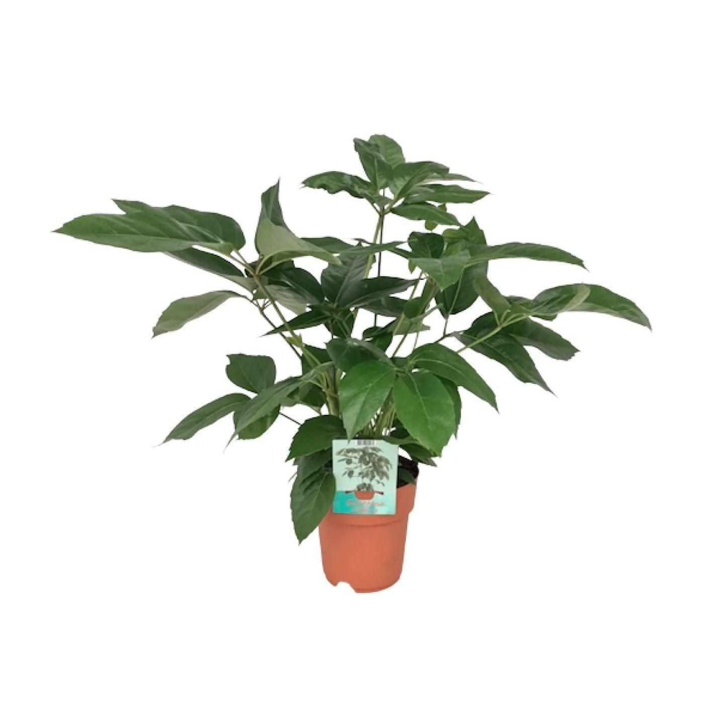 Schefflera Actinophylla Emerald Green - Pflegeleicht & Elegant