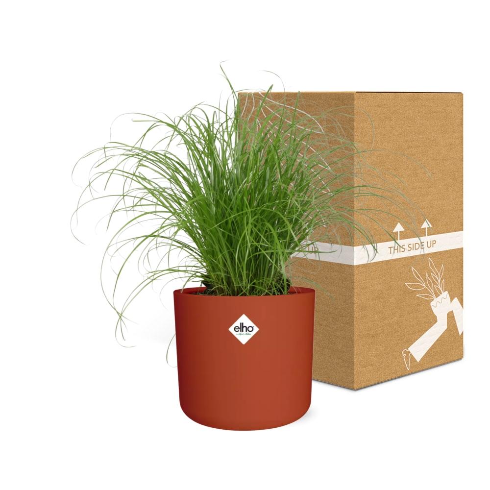 Cyperus Alternifolius – Pflegeleichtes Schirmgras im ELHO b.for soft Topf