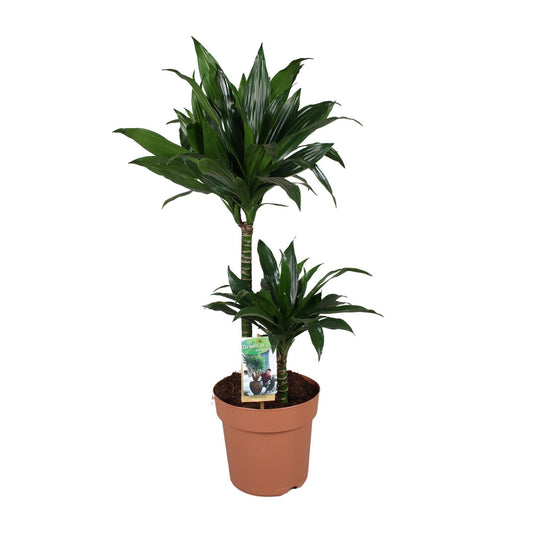Dracaena Green Jewel – pflegeleichter Drachenbaum Ø21cm, 100cm hoch
