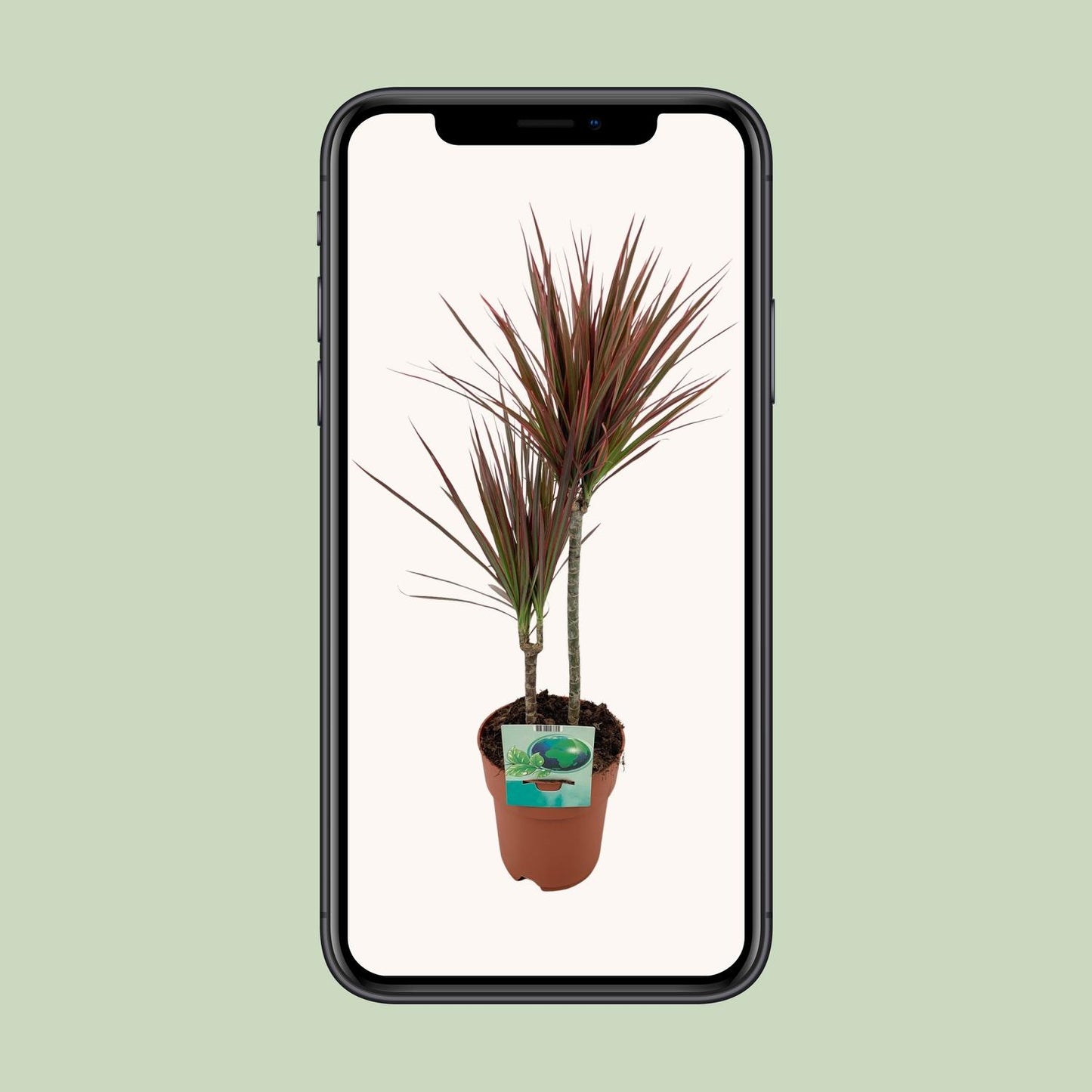 Dracaena Marginata Bicolor – Eleganter Drachenbaum Ø19cm, 70cm