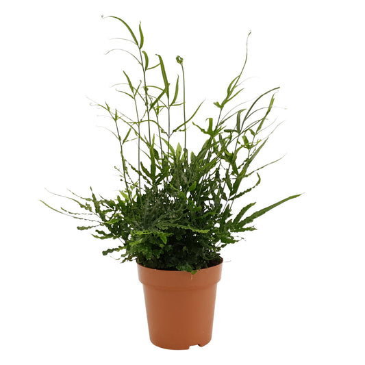 Pteris Evergreen – Zeitlose, pflegeleichte Zimmerpflanze Ø12cm
