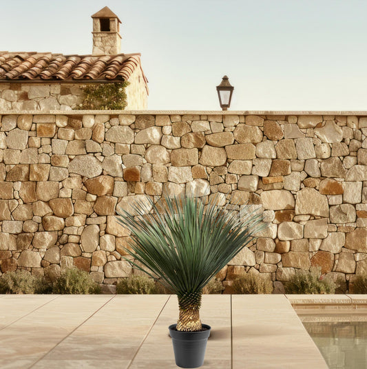 Yucca Rostrata – 100-120 cm – pflegeleichte XXL-Palme