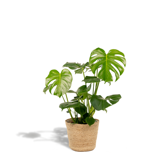 Monstera Deliciosa im stilvollen Körbchen – Ø 21 cm, 80 cm hoch