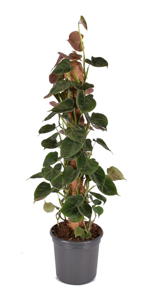 Philodendron Lupinum Mosstok – Pflegeleichte Zimmerpflanze Ø16cm