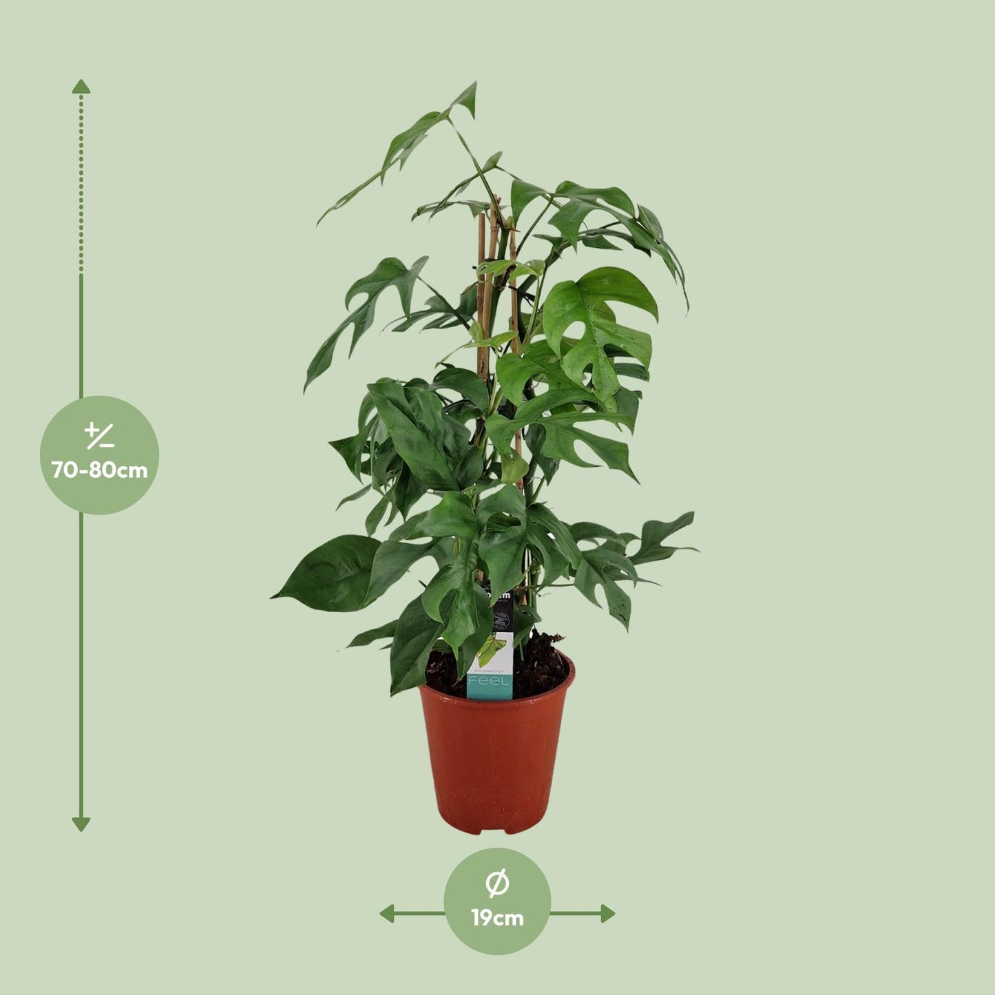 Philodendron Minima Pyramide – Pflegeleichte Zimmerpflanze Ø19cm