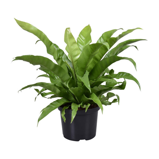 Asplenium Antiquum – Pflegeleichter Zimmerfarn Ø23cm, 60cm hoch