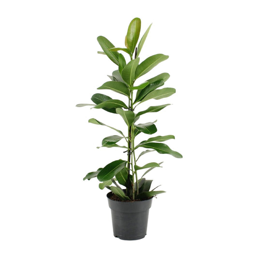 Ficus Microcarpa Smile® – Pflegeleichter Zimmerbaum Ø17cm