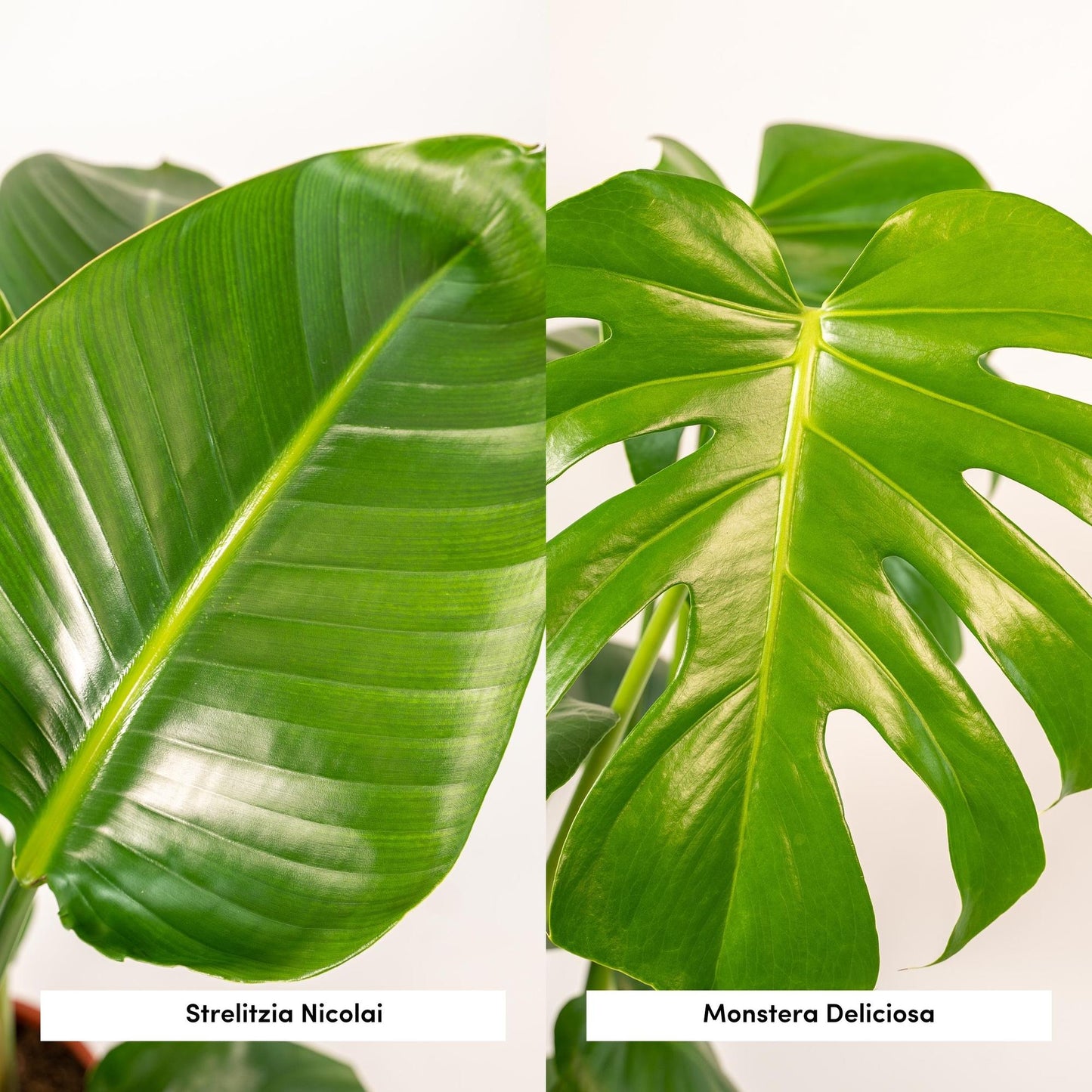 Tropisches Zimmerpflanzen-Set mit Strelitzia & Monstera im Korb