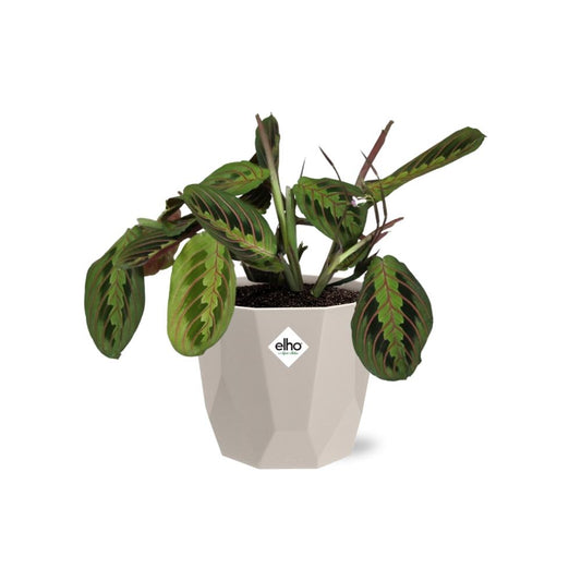 Maranta Leuconeura ‘Fascinator’ Tricolor in ELHO b.for rock 14 cm warm grey