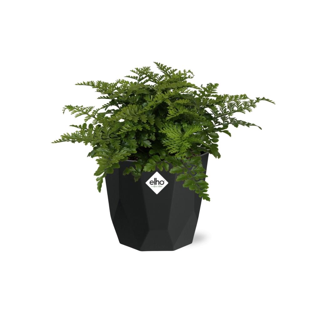 Asplenium Parvati – Eleganter Spleenwort-Farn in 14cm Topf