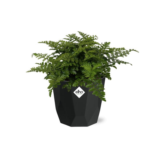 Asplenium Parvati – Eleganter Spleenwort-Farn in 14cm Topf