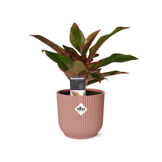 Aglaonema Crete im ELHO Vibes Fold 14cm Topf rosa
