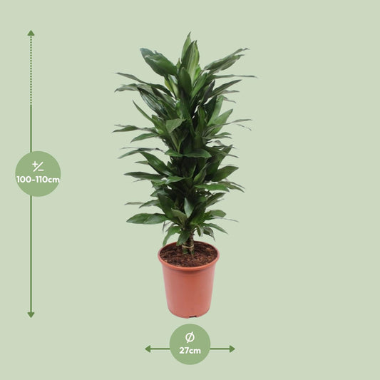 Dracaena Janet Lind – Eleganter Drachenbaum Ø27cm, 110cm hoch