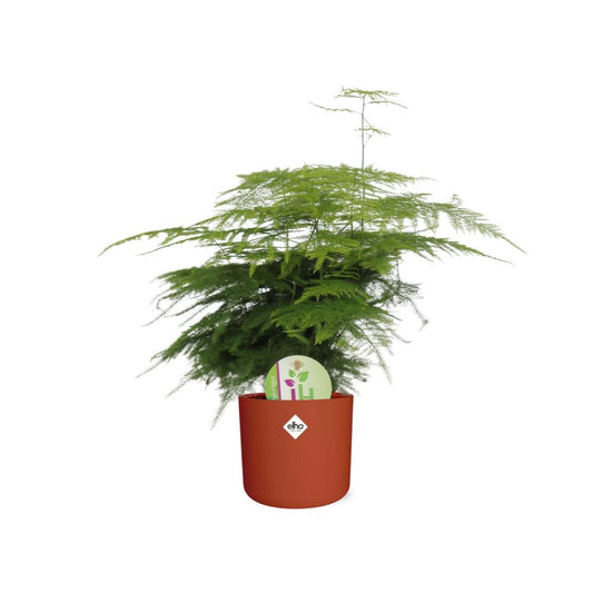 Asparagus ‘Plumosus’ – Pflegespargel im ELHO b.for soft Rond 14cm Brique