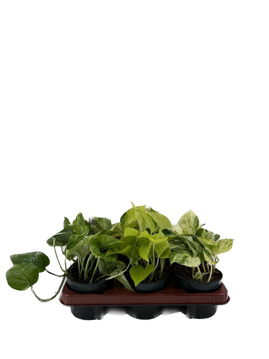 Epipremnum Mix – 6 pflegeleichte Zimmerpflanzen Ø12cm