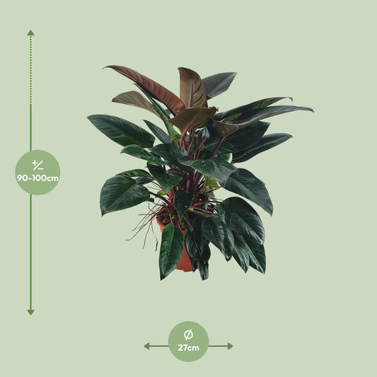 Philodendron Congo Rojo – Pflegeleichte XXL-Zimmerpflanze Ø27 cm