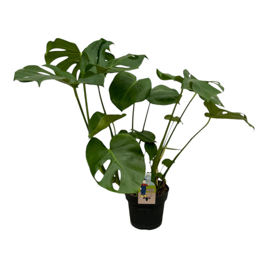 Monstera Deliciosa – Stilvolle, pflegeleichte Zimmerpflanze 70 cm