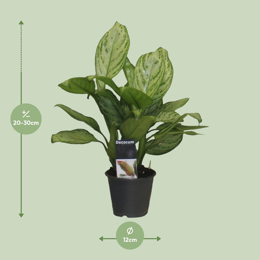 Aglaonema Christina – Pflegeleichte Zimmerpflanze Ø12cm