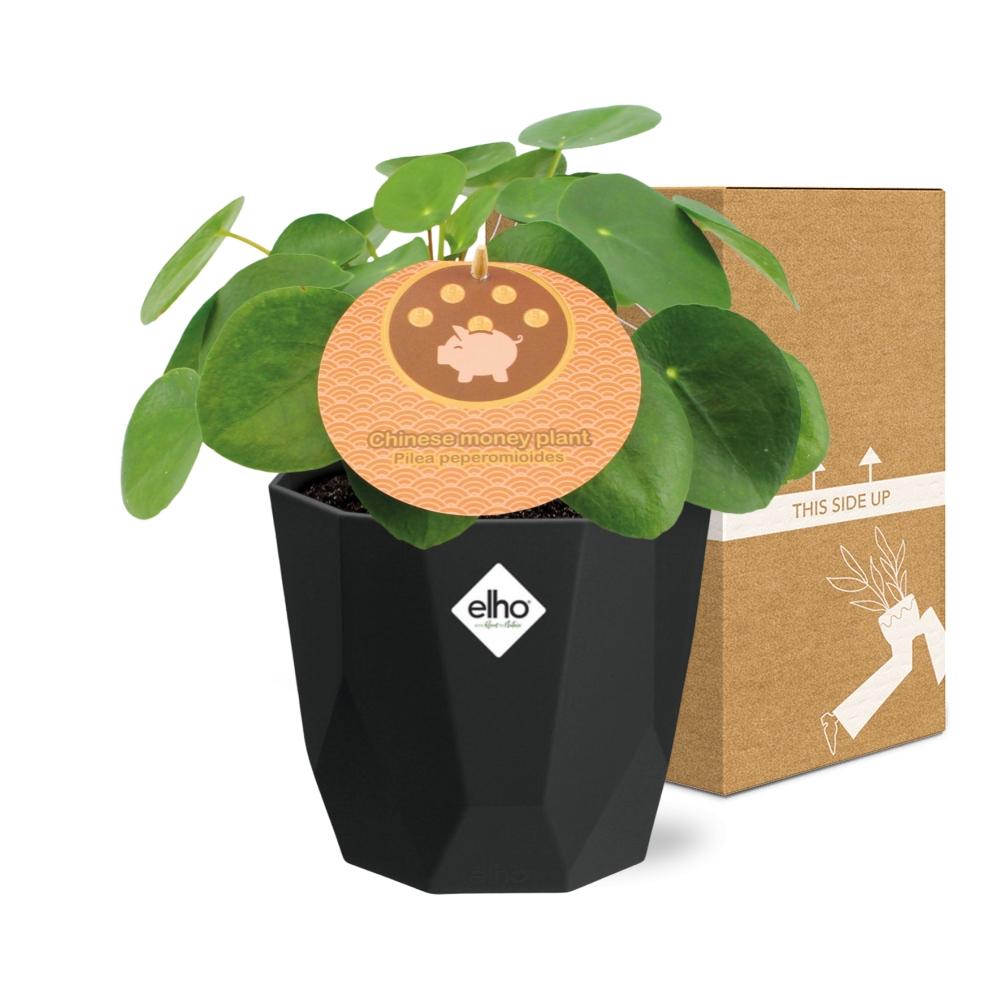 Aluminiumanlage (Pilea cadierei) 14cm Topf schwarz