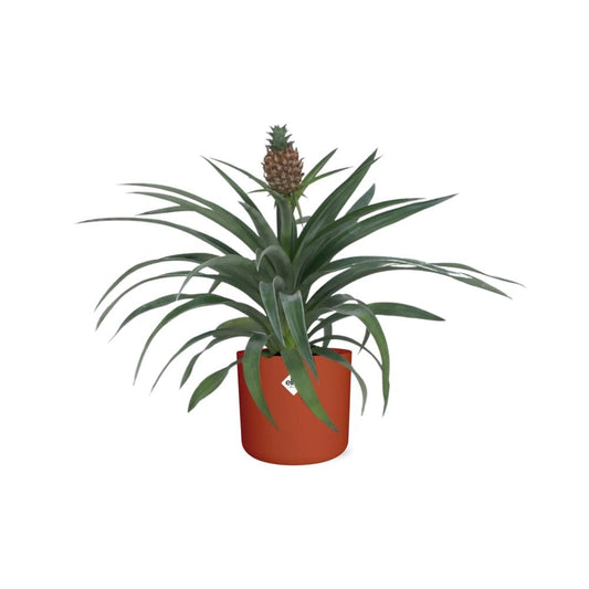 Ananas-Pflanze im 12 cm Topf – Tropische Zimmerpflanze